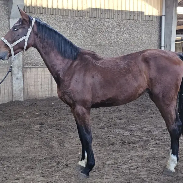 Jong springpaard Azafrán AV Z