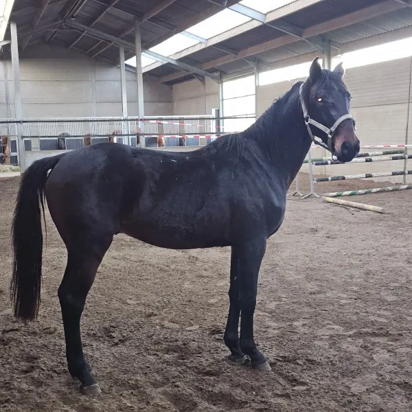 Springpaard van AV Stables in de weide