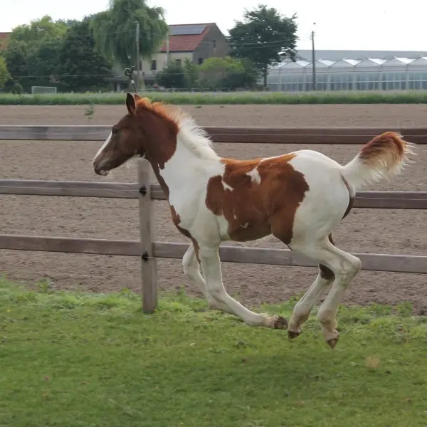 Jolly Jumper AV Z