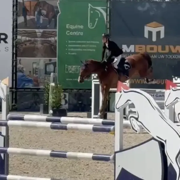 Zevenjarig springpaard van AV Stables