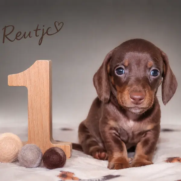 Reutje 1 — piebald dwergteckel