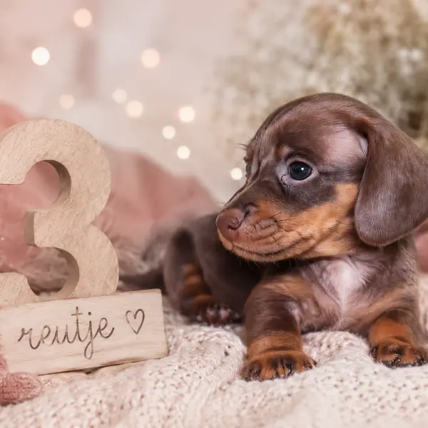Reutje 3 — chocolate & tan