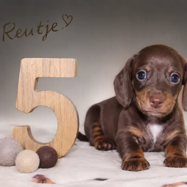 Reutje 5 — chocolate & tan