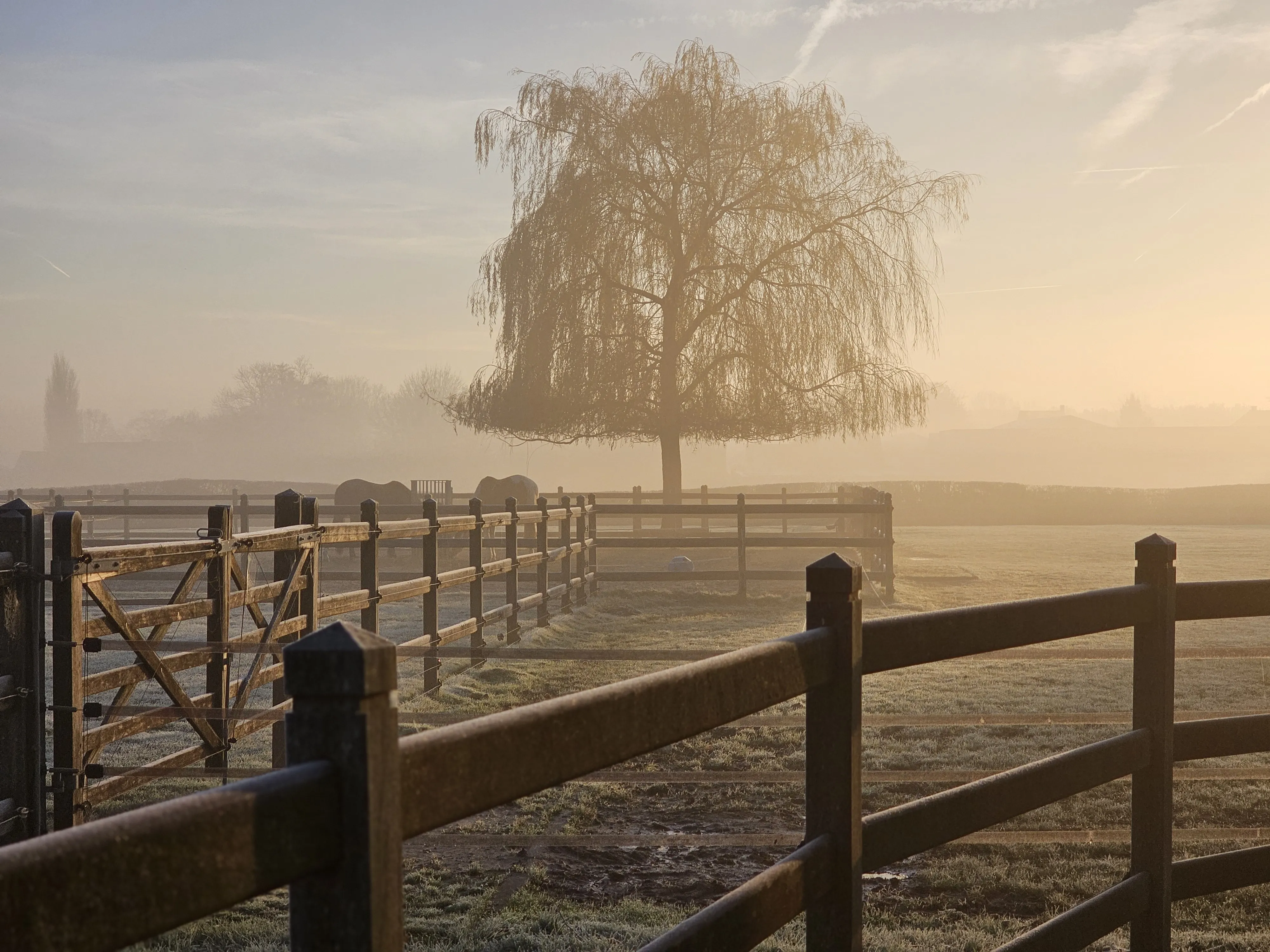 Zonsopgang over de paddocks van AV Stables