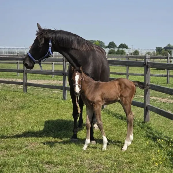 Pasgeboren veulen bij AV Stables