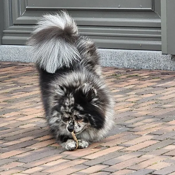 Viola, de Pomeriaan van AV Stables, speelt in de tuin