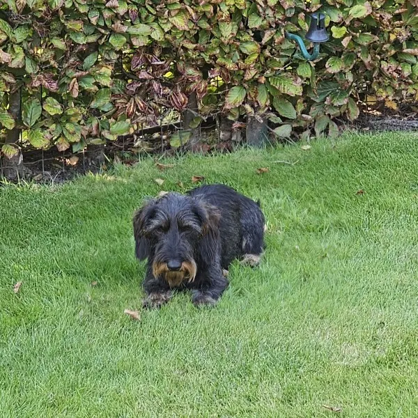 Zirra, de ruwharige Kaninchenteckel van AV Stables, in de tuin